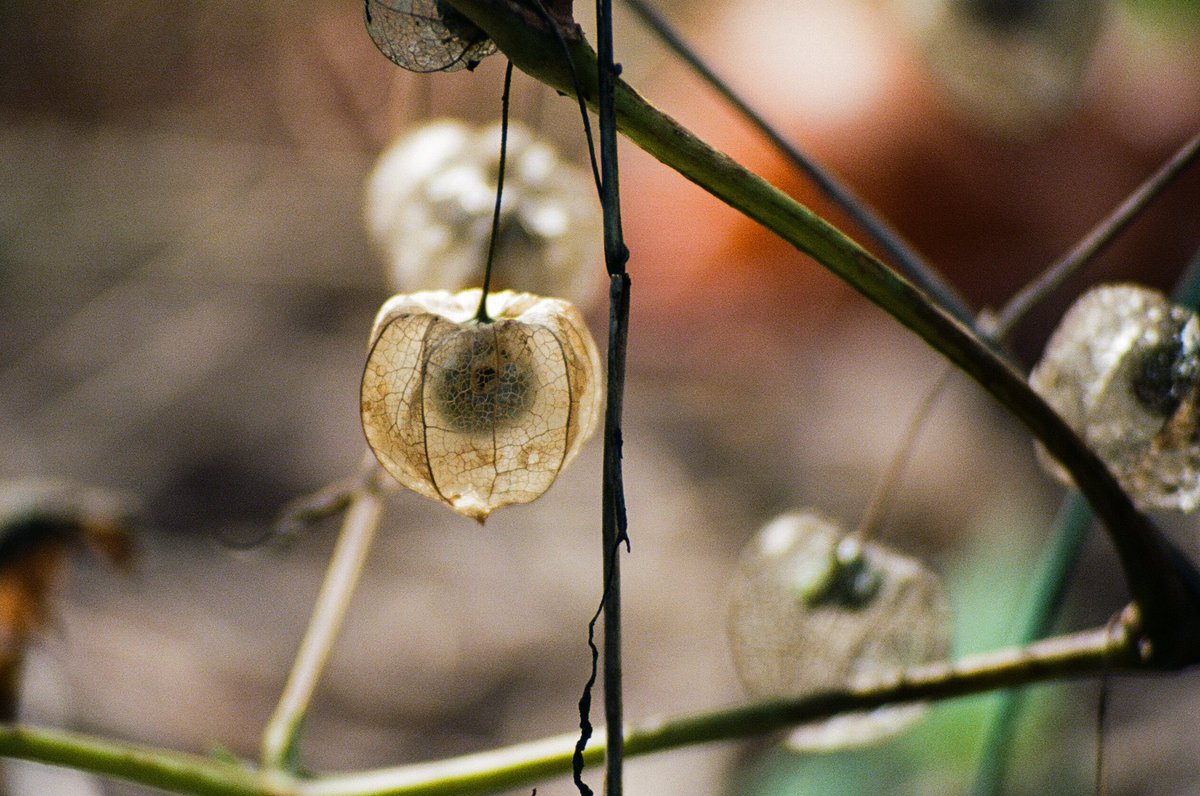 Modoshoot's tweet image. Fall is here🍁

📷 Canon F1
🎞️ Fujifilm Color 400

📍Fishkill Farms | New York

#35mm #filmphotography #newyork #fall #pumpkin #35mmfilm