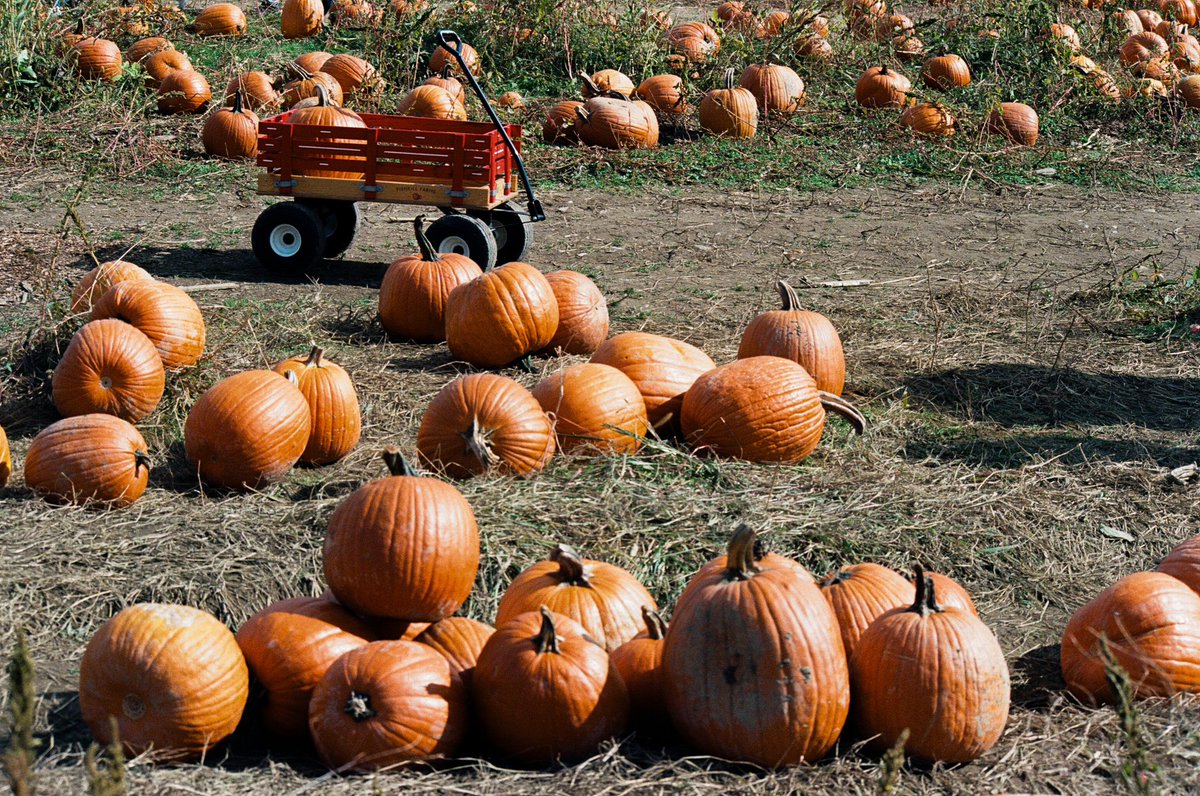 Modoshoot's tweet image. Fall is here🍁

📷 Canon F1
🎞️ Fujifilm Color 400

📍Fishkill Farms | New York

#35mm #filmphotography #newyork #fall #pumpkin #35mmfilm