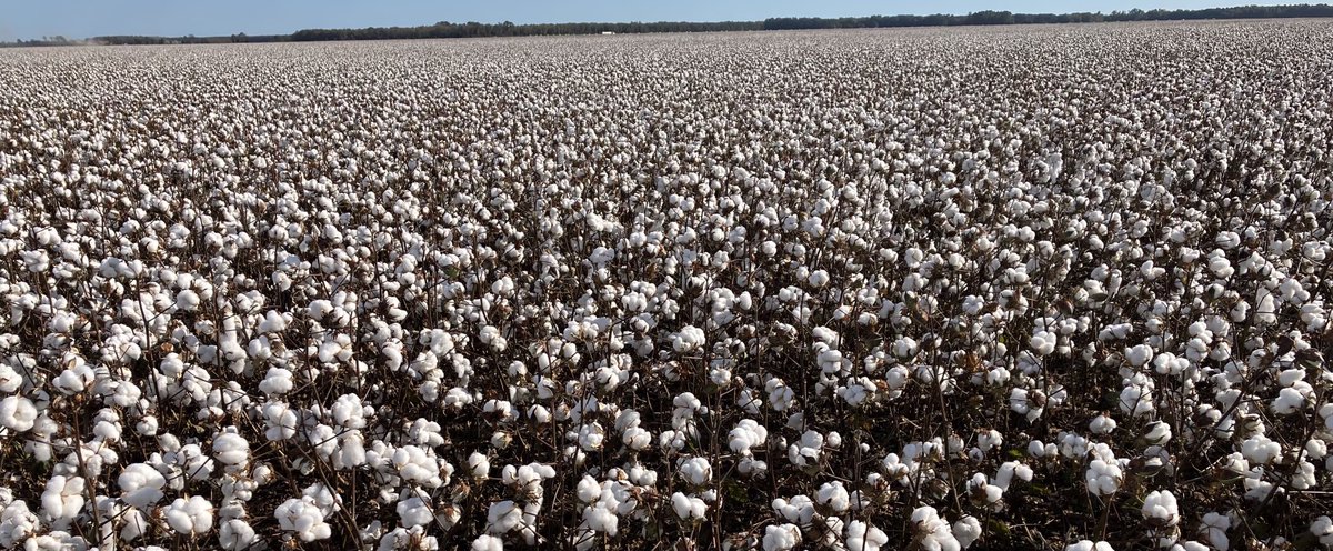 Great looking Hyde County NC PhytoGen cotton! ⁦@PhytoGenCotton⁩ ⁦@corteva⁩ ⁦@DerekRacca⁩