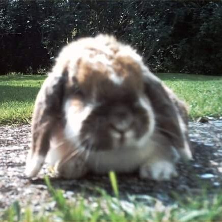 Facebook Memories reminded me of the pet rabbit I had growing up and they were the cutest thing. Look at them!
