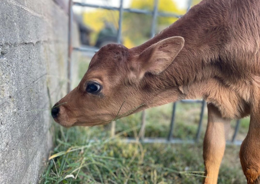RoseHillRaiders's tweet photo. Our 2nd and 3rd graders celebrated a “gender reveal party” for the cow they adopted as part of a guidance PBL unit. Our cow is a girl named Disney! #discoverdairy #STEMpossible @TiffanyGreen08 @suptking @JMCSSInnovation @JMCSchools https://t.co/Dgeutrp9nG
