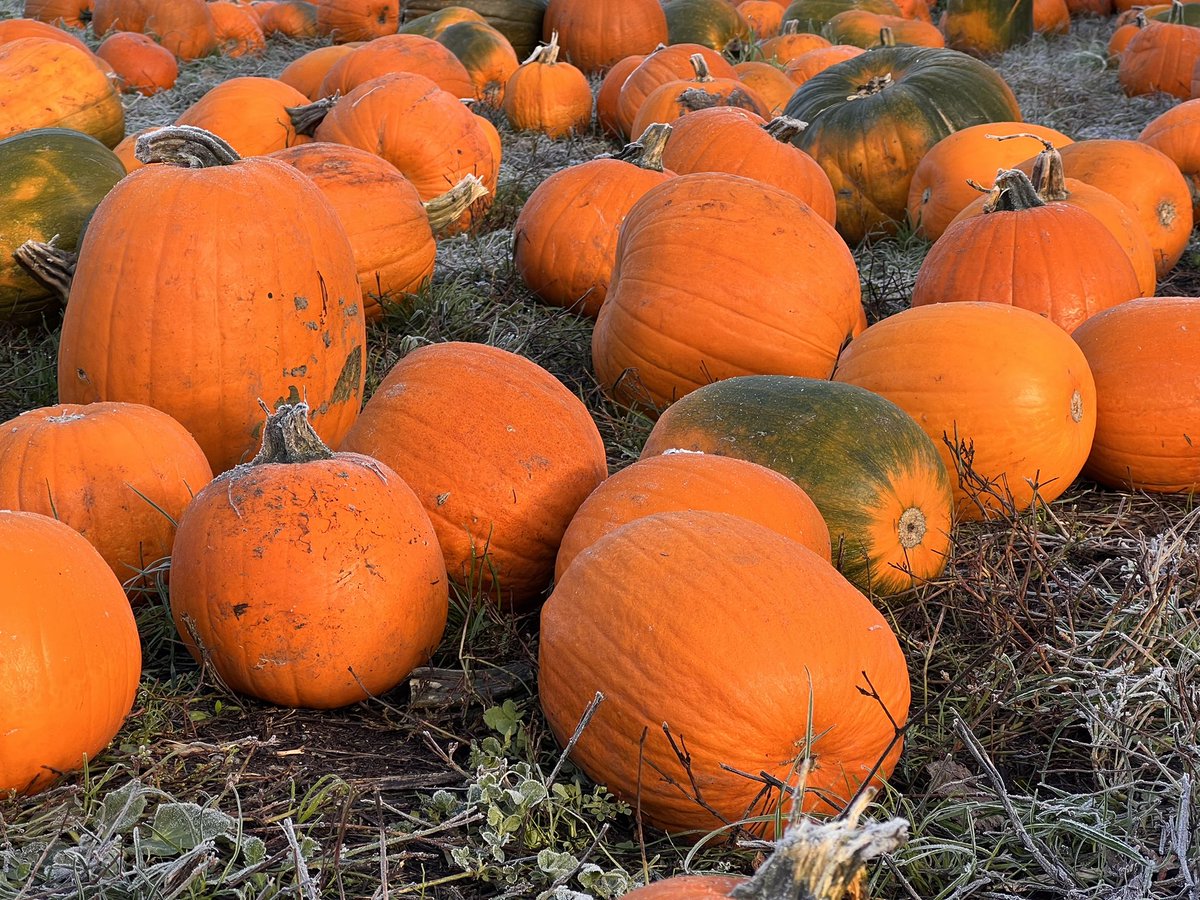 RonaldC39098196's tweet photo. Pumpkin Patch Surrey BC https://t.co/JRmx2FYRc7
