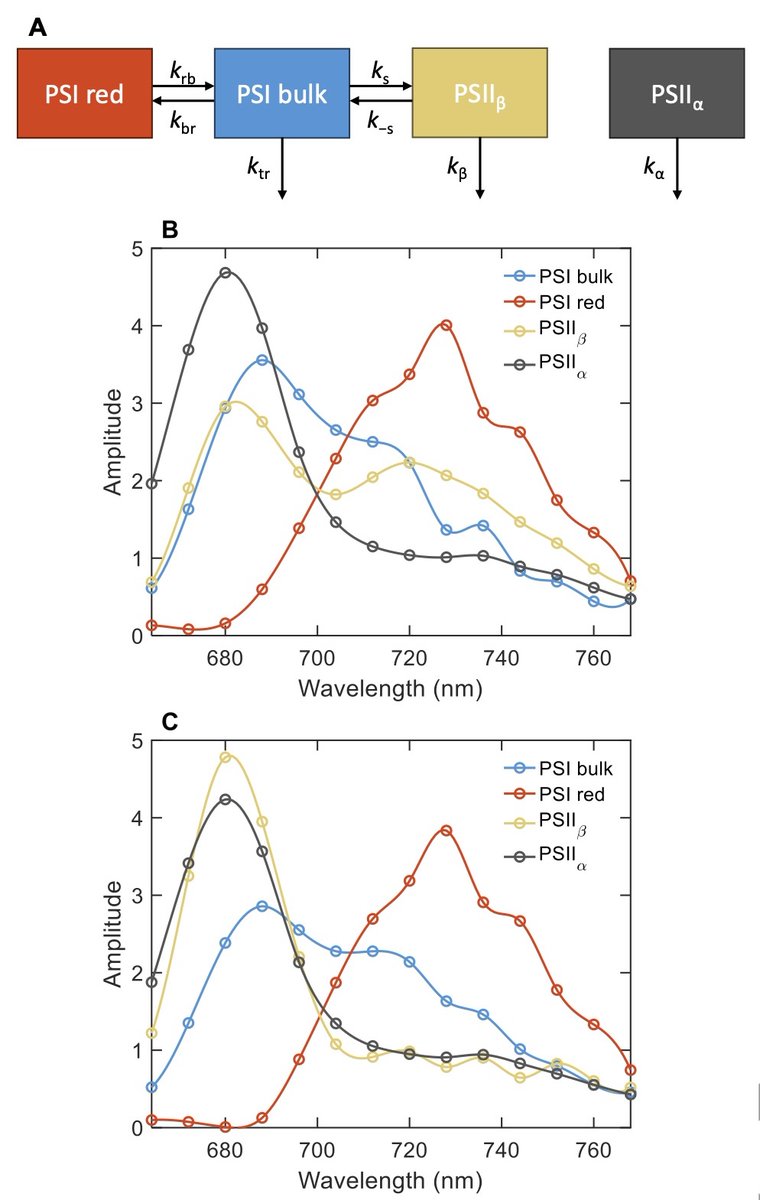 PCP_EIC's tweet image. 🚅Advance Access: Regular Paper
Quantifying the energy spillover between photosystems II and I in cyanobacterial thylakoid membranes and cells🦠
doi.org/10.1093/pcp/pc…
Parveen Akhtar et al.💐💐