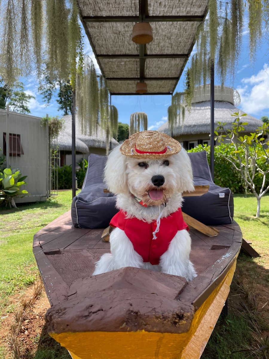 OreoSchnauzer's tweet photo. Yoho, yoho, a pirate’s life for me! Hi friendos, I’ve commandered a boat for myself! It’s a lot of fun being in charge 😎

#dogsoftwitter #SchnauzerGang #cute #dogsarefamily  #adventure #boat #dogs https://t.co/RDve8Tr6dB