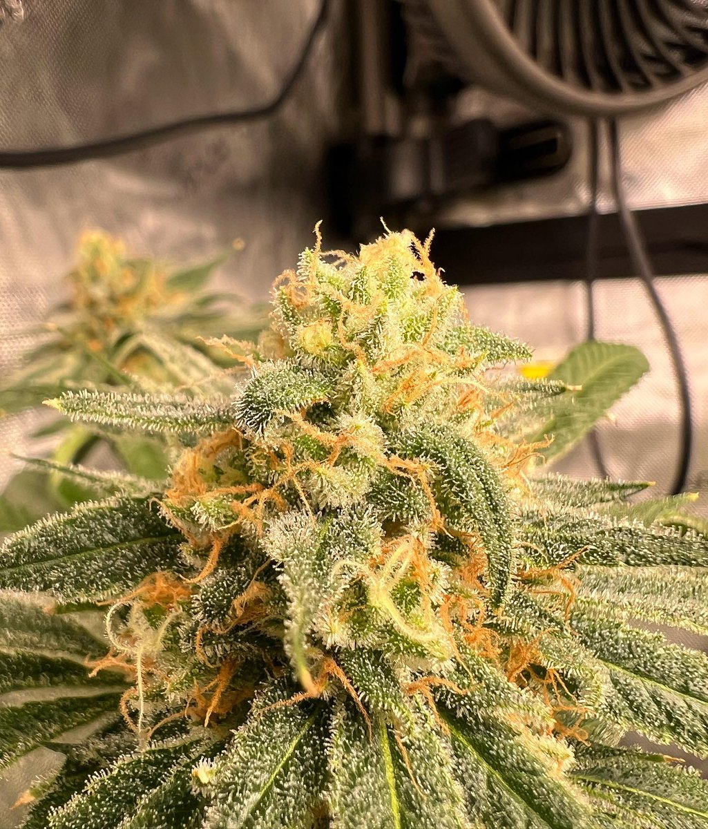 🤩 She’s a beauty‼️
Sowah Butta

#exotics #lover #strains #daily #women #models #hype #hypestrains #indoorplants #indoorgarden #club  #stoned #love #nature  #myacgrow #angrown #roots #greatwhiteroots #growyourown #plantcommunity