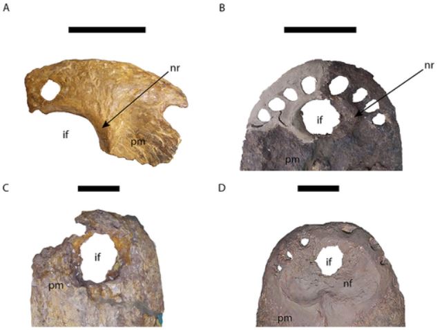 PaleoLab USP-RP tweet media