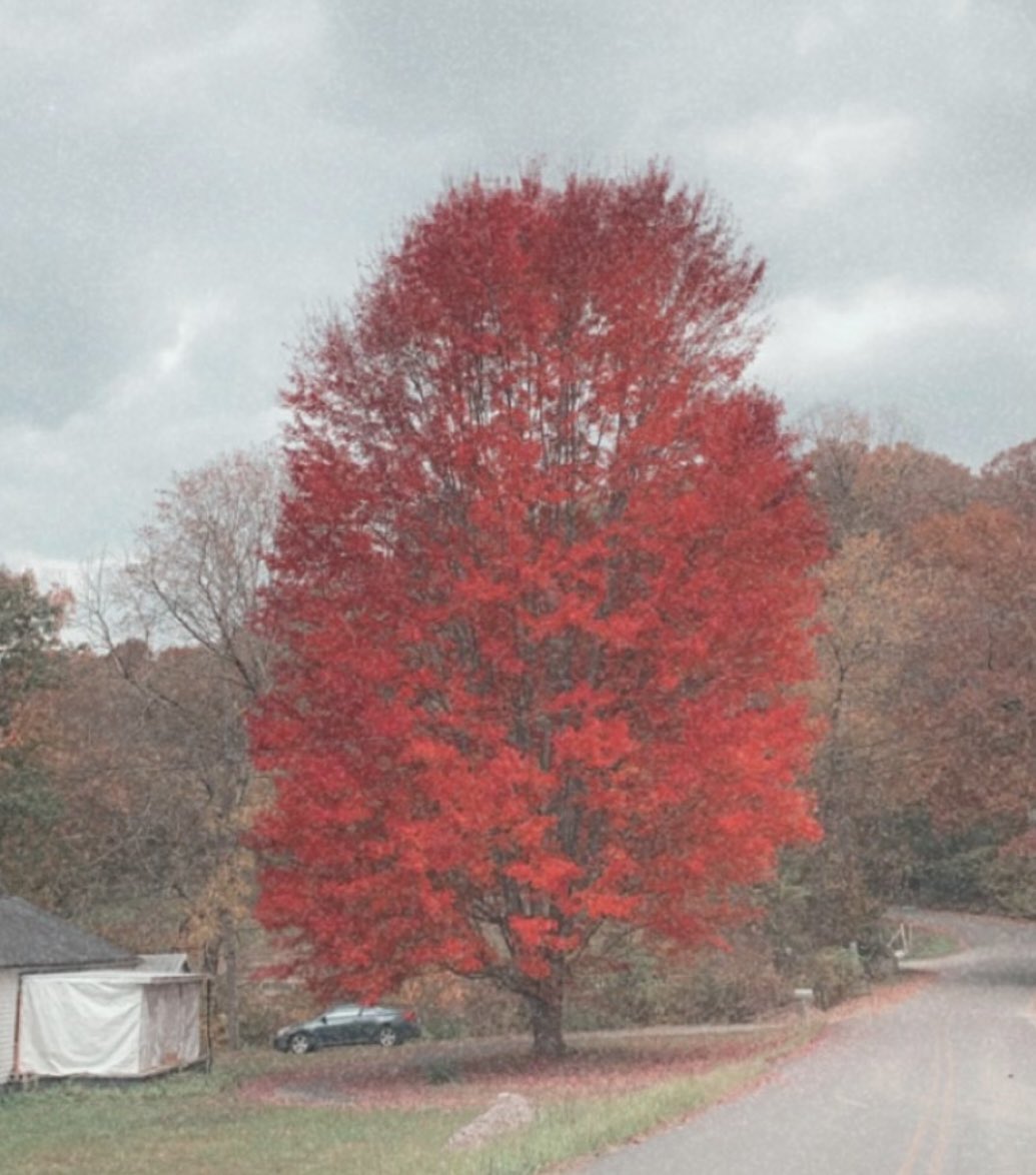 Jealous over my neighbors maple tree