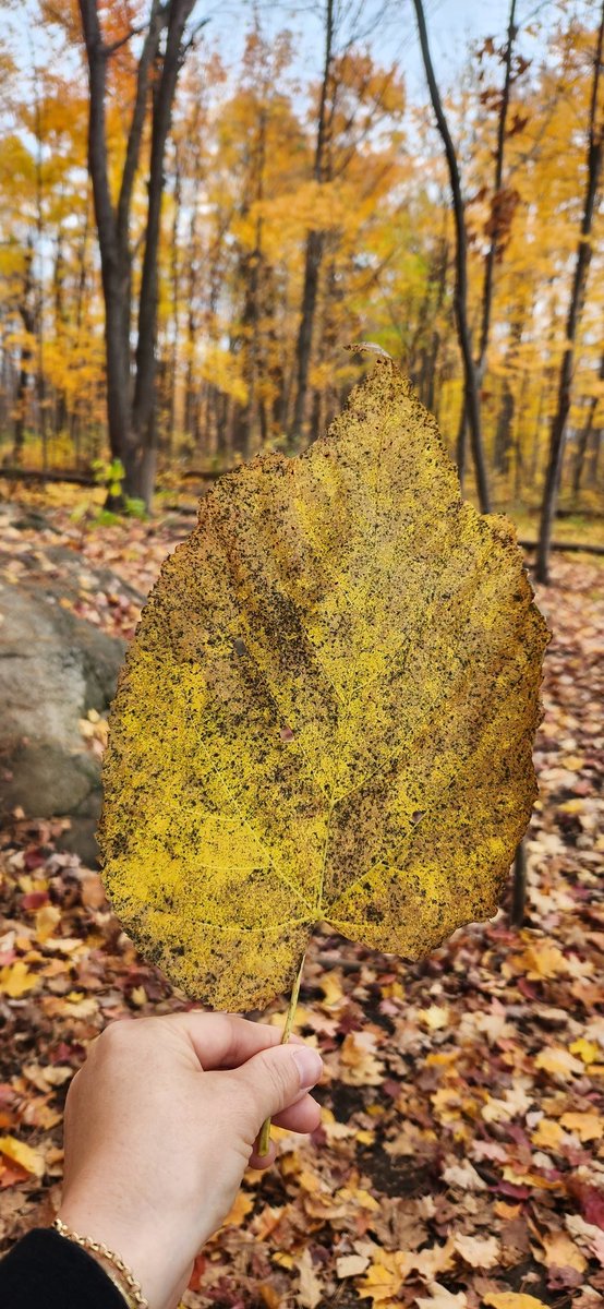 fgnazeda's tweet photo. Forest is magical! Lots to explore for the kiddos! This feels great! 🍂

#kindergarten #outdoorlearning https://t.co/VQ5hrMtvWd