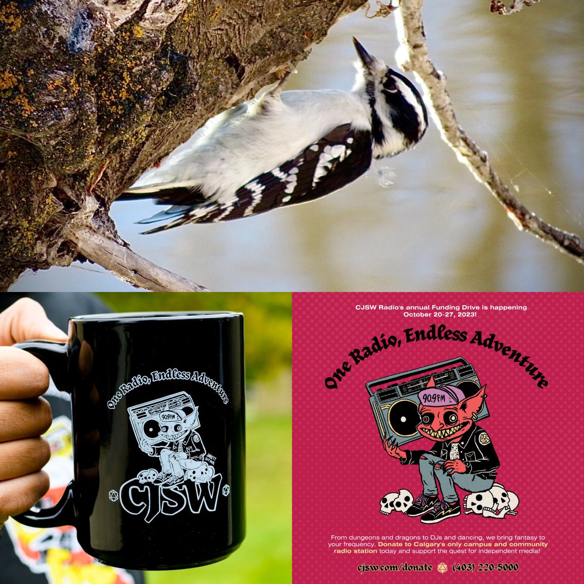 cjswdaryl's tweet image. The Saturday, October 21, 2023 Funding Drive edition of Speaking in Tongues: The World Music Show is at www-dot-cjsw-dot-com. Thanks for your support!Funding Drive continues until 6PM Friday, so visit link.tr/cjsw to make your pledge. #cjsw #worldmusic #downywoodpecker