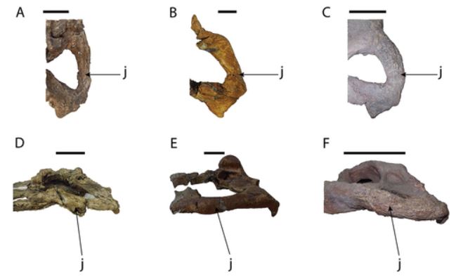 PaleoLab USP-RP tweet media