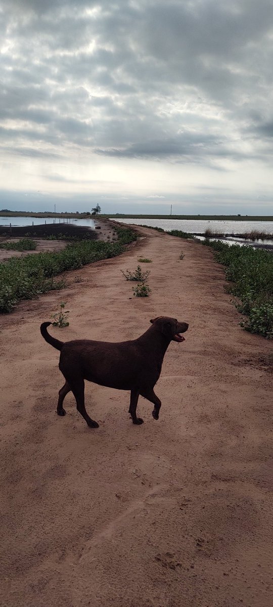 Caminando con Laika 🐶🚶🏃..
