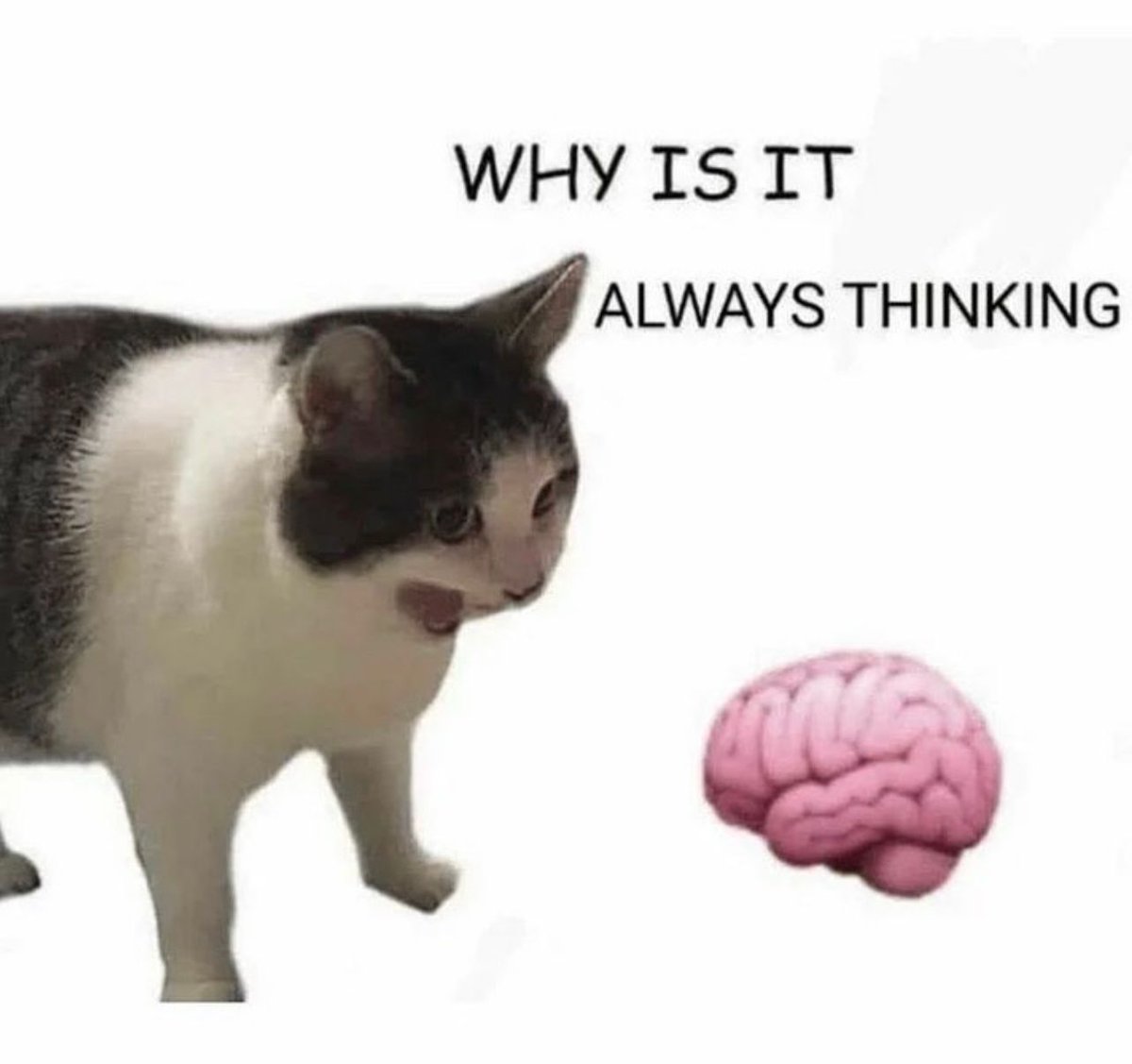 PostsOfCats's tweet image. how do I put my brain on silent mode?