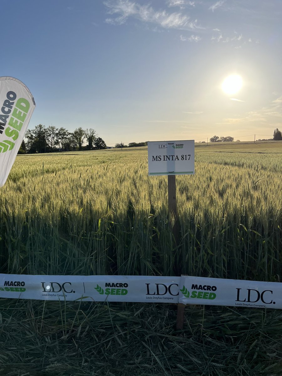 Luis Morales tweet media