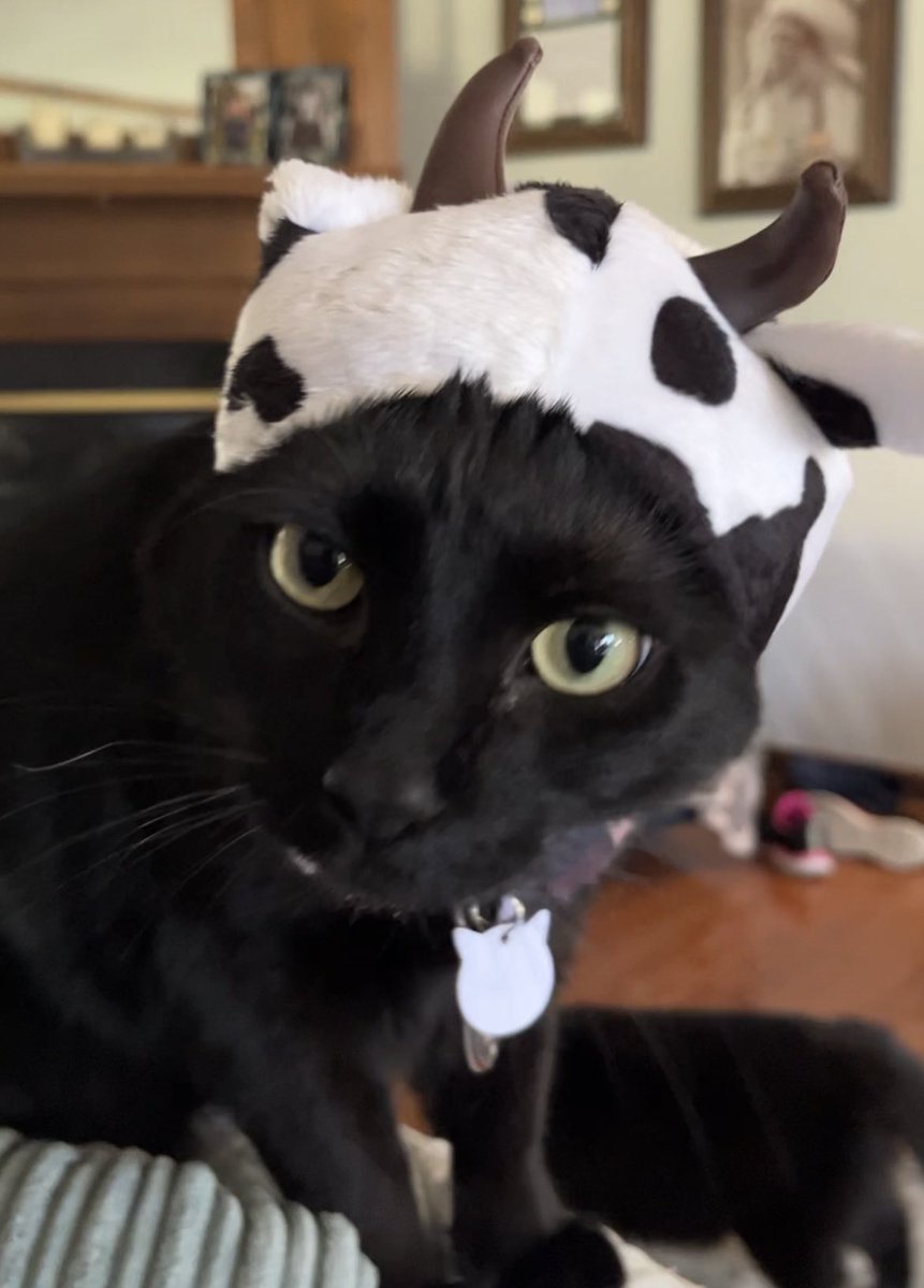 Kenneth lipshy tweet media