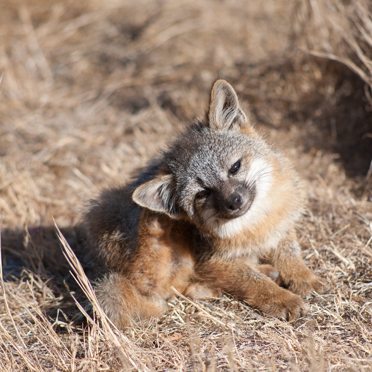 On Catalina Island resides one of the planet's rarest fox species—the Catalina Island fox.   #FoxFriday