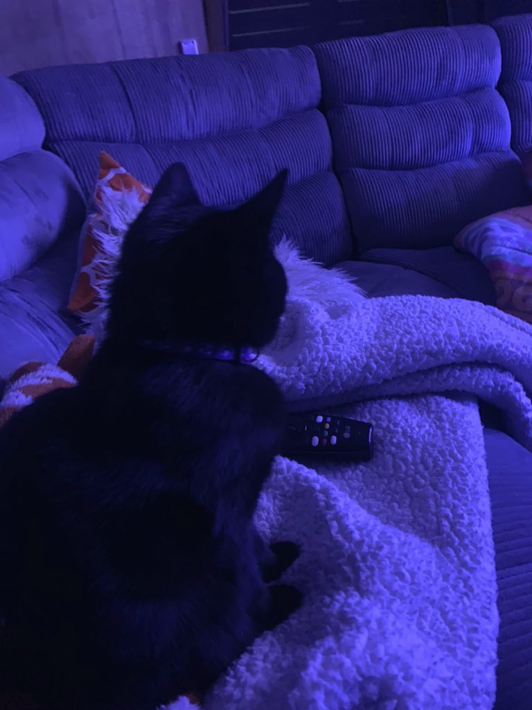 deathnote's tweet photo. Cat https://t.co/pIZwLO5hes