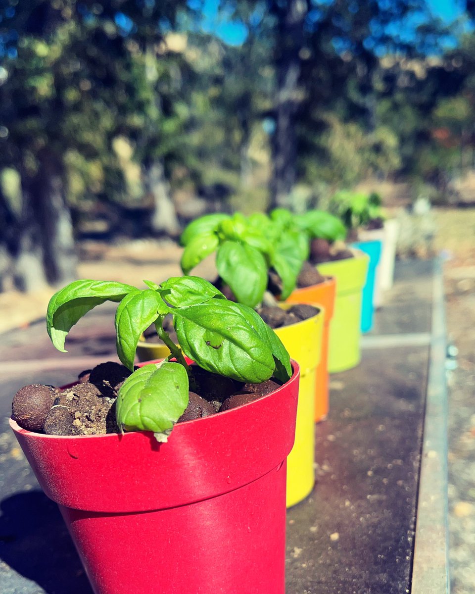 Electric Cicada (@electricicada) on Twitter photo 