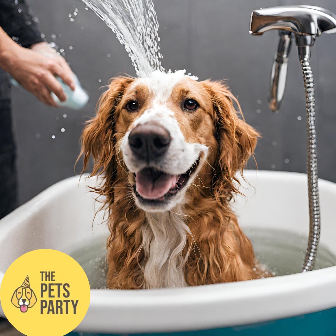 ThePetsParty's tweet photo. The Silicone Dog Brush's Secret to a Happy Bath Time!

If there's one thing we all know, it's that most dogs have a love-hate relationship with bath time. 

Get your silicone brush here 📷 https://t.co/faWbRmWJsR

#Grooming #DogBrush #BathTime #HappyDog #SiliconeBrush #Massager https://t.co/v3KK76nJ1d