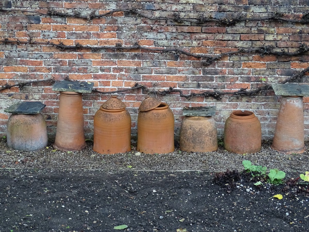 Terracotta cloches in the walled garden at Beningbrough Hall #terracotta #terracottapots #garden #gardening #walledgarden #cloches #rhubarbforcer #beningbrough #beningbroughhall #beningbroughhallgarden #nationaltrust #listedbuilding #historichouse #northyorkshire