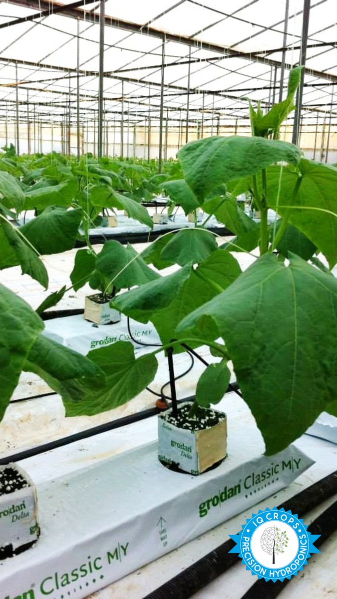 ΚΑΛΛΙΕΡΓΕΙΑ ΜΙΚΡΟΥ ΑΓΓΟΥΡΙΟΥ ΣΕ ΥΔΡΟΠΟΝΙΑ
Πολλά θερμοκήπια στη χώρα μας δεν έχουν τα σύρματα της καλλιέργειας ψηλά κι έτσι πολλοί παραγωγοί επιλέγουν του μικρό αγγούρι 

Η Υδροπονία επισπεύδει την ανάπτυξη του φυτού ερχόμενο σε παραγωγή 15-20 μέρες μετά τη μεταφύτευση!!!