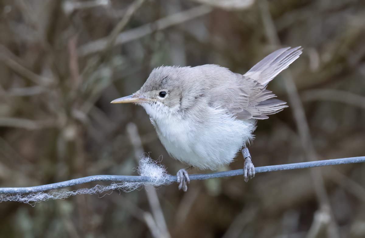 News from @docmartin2mc that DNA from the Whalsay warbler confirms it as Western Olivaceous. Top work by the incredible Aberdeen Bird Lab. @NatureInShet @BirdGuides @RareBirdAlertUK