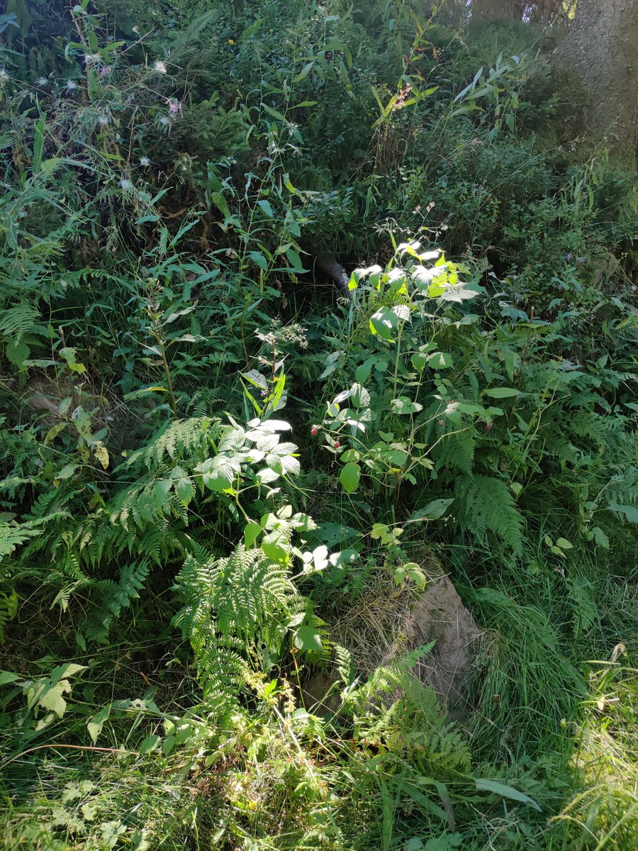 Mathiasteur's tweet image. Reference VS Art 🍃