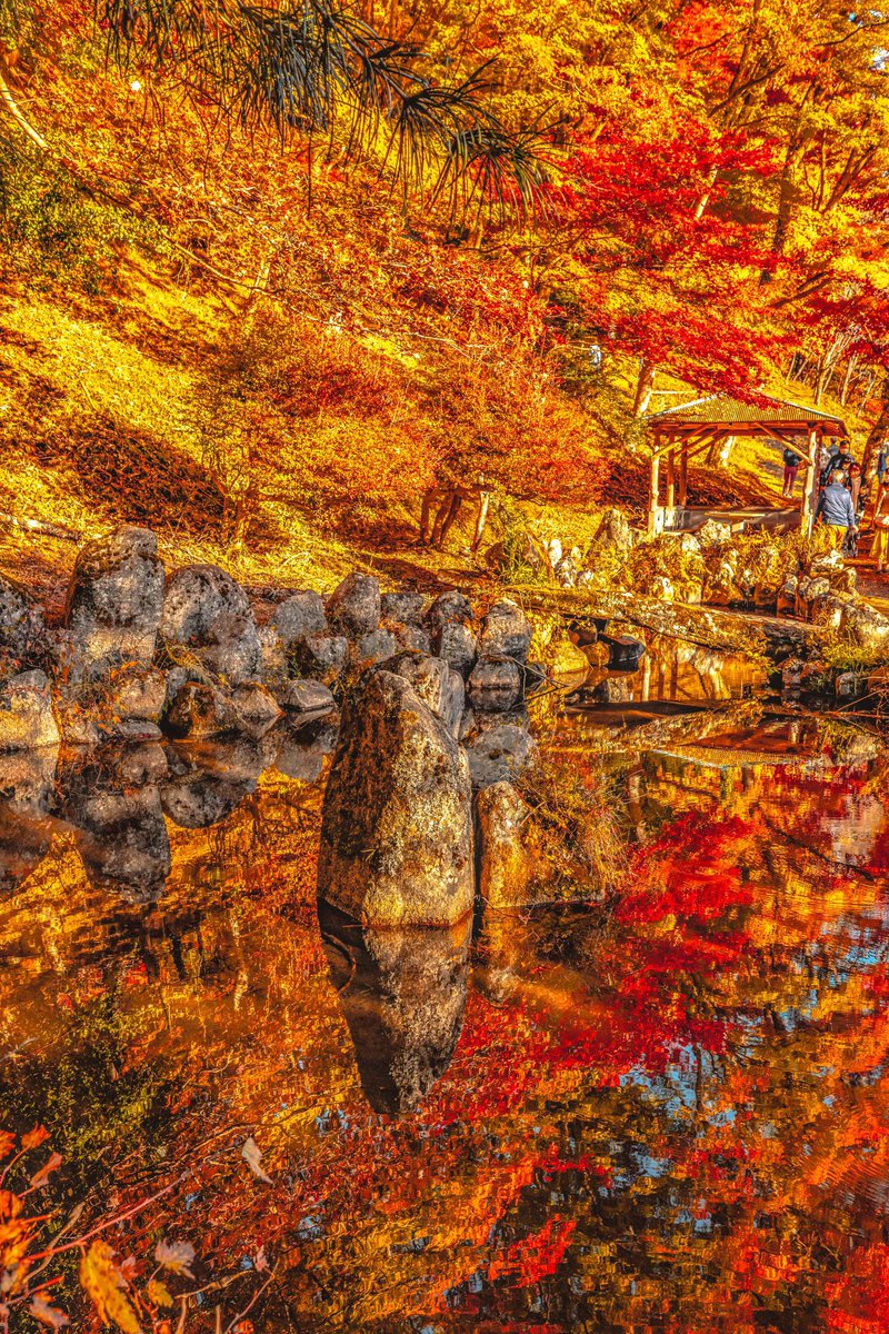 asagi_photo0921's tweet image. 燃えさかる秋に包まれて。