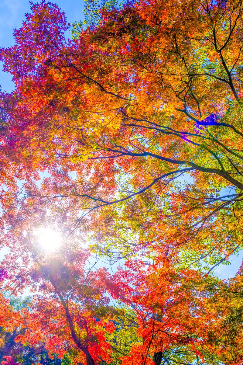 wakaru9922's tweet photo. 紅葉のグラデーションが美しい。 https://t.co/jd93syXXH6