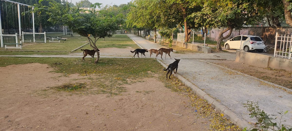 MunawarHassan's tweet photo. Appreciate the good work that @CDAthecapital, @cda_environment has done to keep neighborhood park in G-11/1 clean.
However unresolved issues of fence vandalism and stray dogs don't give a holistic feel of satisfaction!
@dcislamabad 
@Islamabadies 
#cleanIslamabad
#safeislamabad https://t.co/4QtIb183Ti