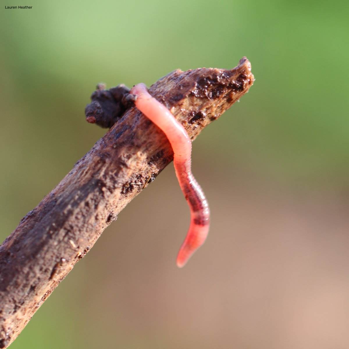 WildlifeTrusts's tweet photo. Put down your spades, layer up the mulch and leave the hard work to the worms! 3 Nov is global #NoDigDay. We’d love to hear about your no-dig garden. 🌳
#MyCoronationGarden https://t.co/aTGLLtTJLa https://t.co/CUuLSVqhhu