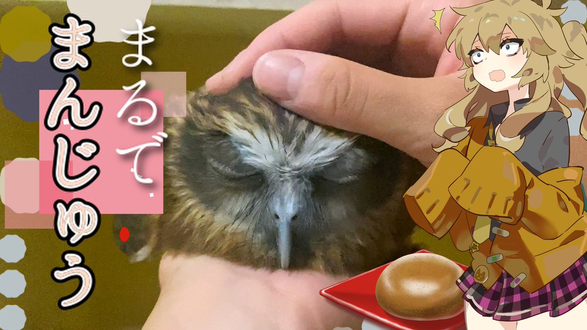 フクロウの日常生活チャンネル tweet media