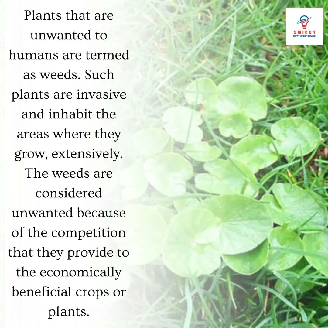 SmartImpactNet1's tweet photo. Weeds can also spread quickly and reproduce rapidly, making them difficult to control. 
They can harbor pests and diseases, which can then affect the health of the surrounding plants. 
Additionally, some weeds have thorns or produce irritating substances that can... https://t.co/Y52DDpkRsk