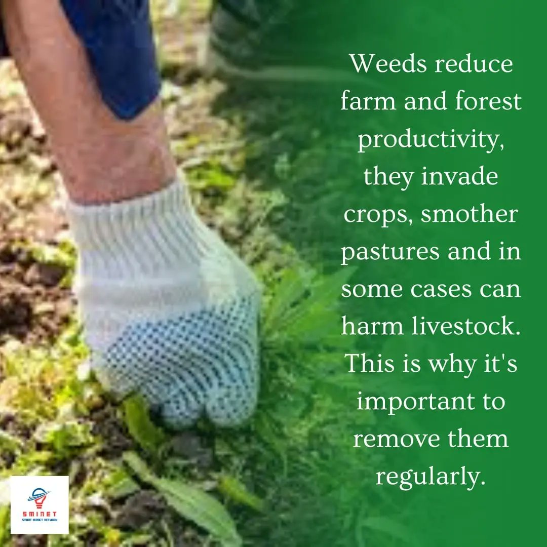 SmartImpactNet1's tweet photo. Weeds can also spread quickly and reproduce rapidly, making them difficult to control. 
They can harbor pests and diseases, which can then affect the health of the surrounding plants. 
Additionally, some weeds have thorns or produce irritating substances that can... https://t.co/Y52DDpkRsk