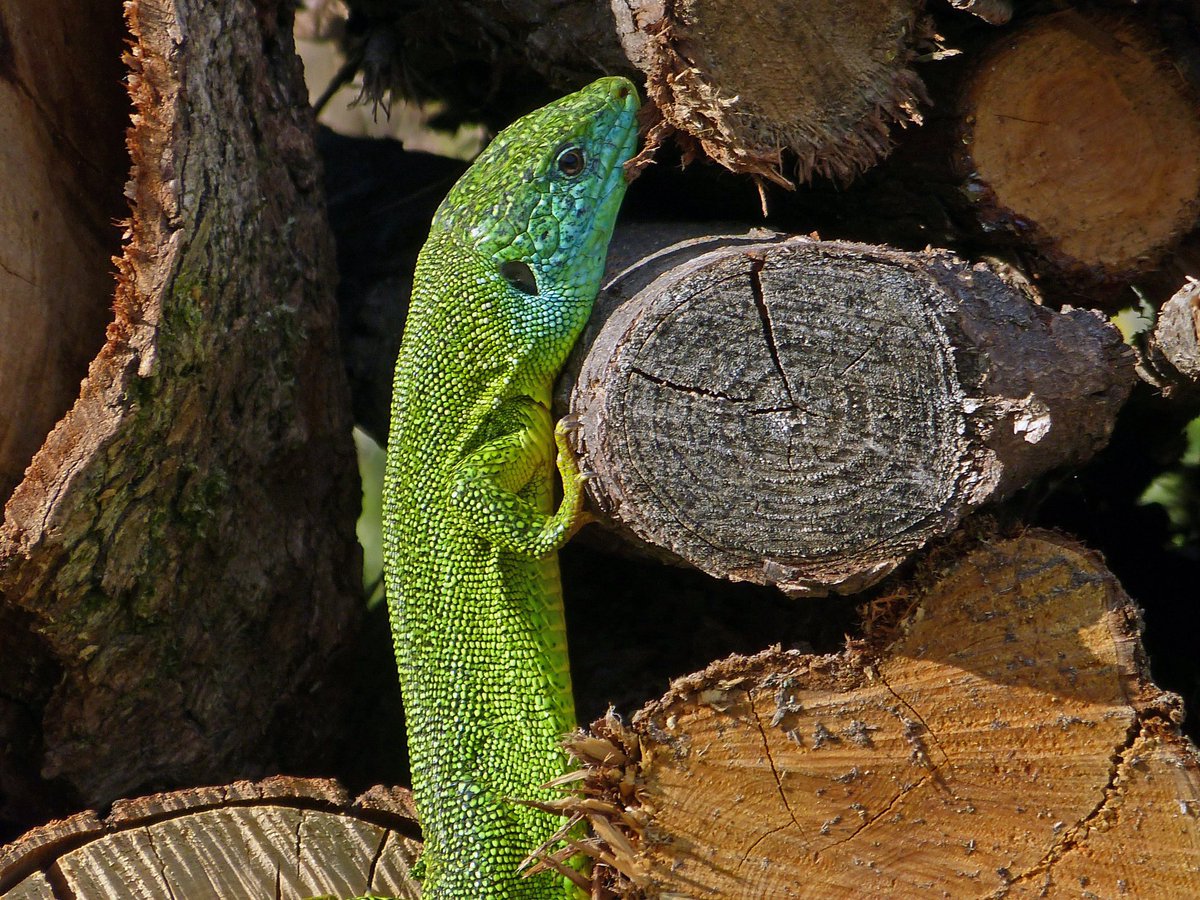 PITER ALPIMED tweet media