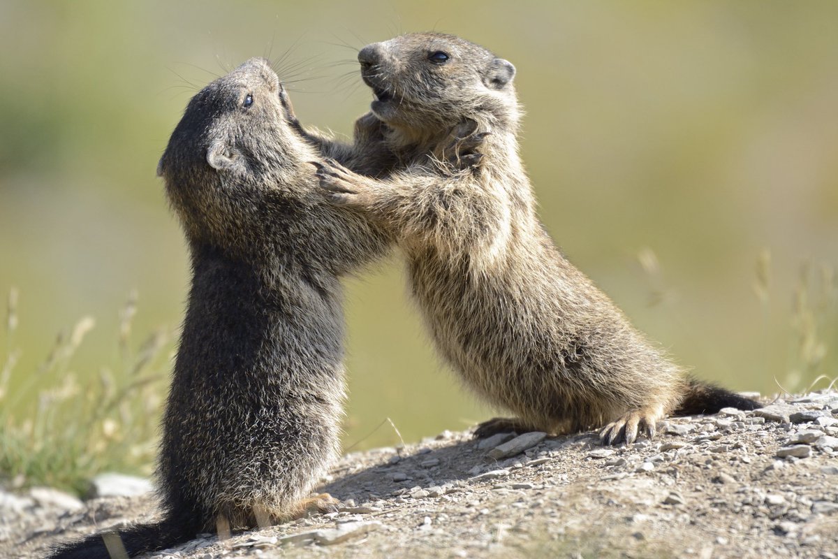 PITER ALPIMED tweet media