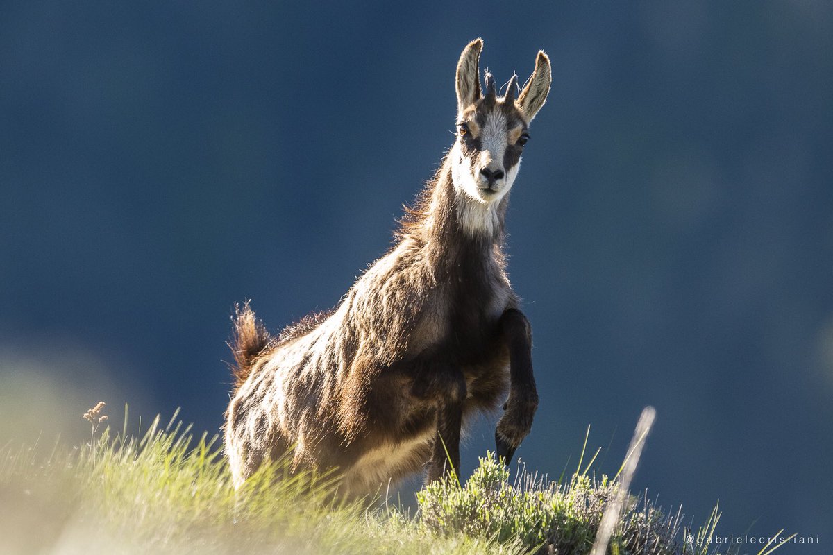 PITER ALPIMED tweet media