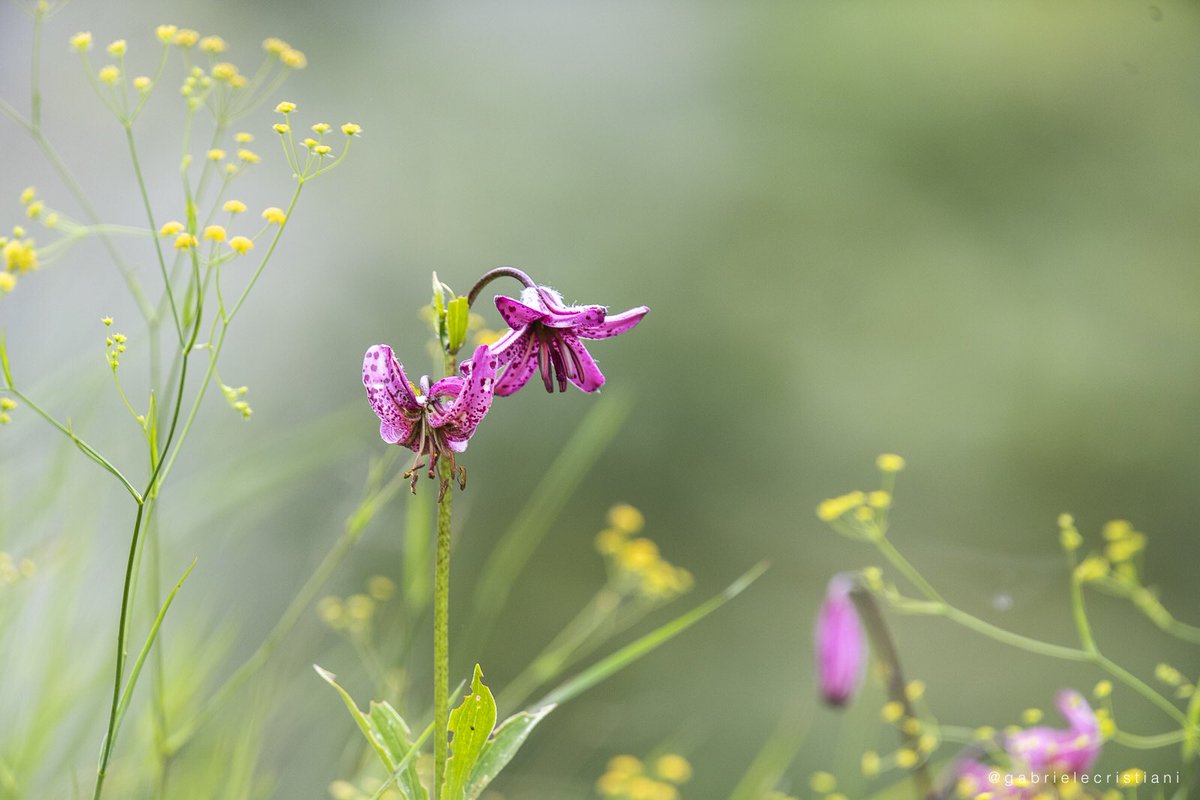 PITER ALPIMED tweet media