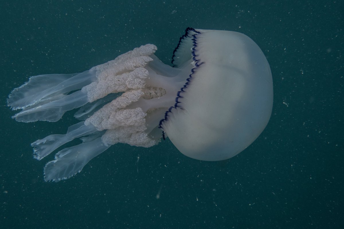 PlymUni's tweet photo. There has been a boom in unusual jellyfish sightings in UK waters this year🪼

The number of jellyfish spotted in UK waters and on beaches increased by 32% in the past year, according to a survey by the Marine Conservation Society (@mcsuk)

🔗 https://t.co/zEZjHZRlKs https://t.co/gTRPc7qjc6