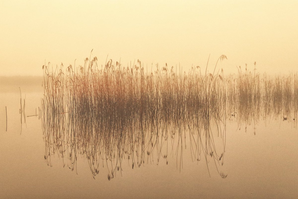 It's a hazy shade of (almost) winter here in the #BroadsNationalPark ✨ We love seeing the mist rising off of the rivers and broads early in the morning, like this beautiful capture of misty reeds reflected in the River Yare near Cantley. 📷 @WLH1972 #FridayFeeling