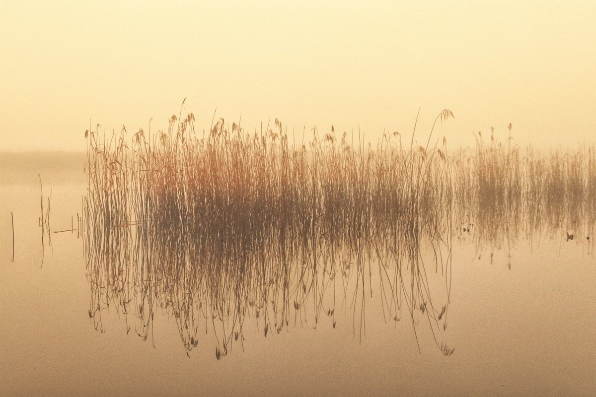 Broads National Park (@broadsnp) on Twitter photo It's a hazy shade of (almost) winter here in the #BroadsNationalPark ✨
We love seeing the mist rising off of the rivers and broads early in the morning, like this beautiful capture of misty reeds reflected in the River Yare near Cantley.
📷 <a href="/WLH1972/">William Hulbert Photography</a> #FridayFeeling It's a hazy shade of (almost) winter here in the #BroadsNationalPark ✨
We love seeing the mist rising off of the rivers and broads early in the morning, like this beautiful capture of misty reeds reflected in the River Yare near Cantley.
📷 <a href="/WLH1972/">William Hulbert Photography</a> #FridayFeeling
