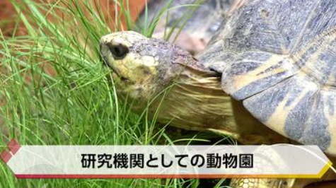 お知らせ「京都市動物園120周年③　研究機関としての動物園【特集】」リンクしました。
www5.city.kyoto.jp/zoo/news/20231…

#京都市動物園 #kyotocityzoo #120周年 #きょうとDays #特集 #第3回 #KBS京都 #研究機関としての動物園 #120thAnniversary #kyotodays #Feature #3rd #KBSKyoto #researchinstitute