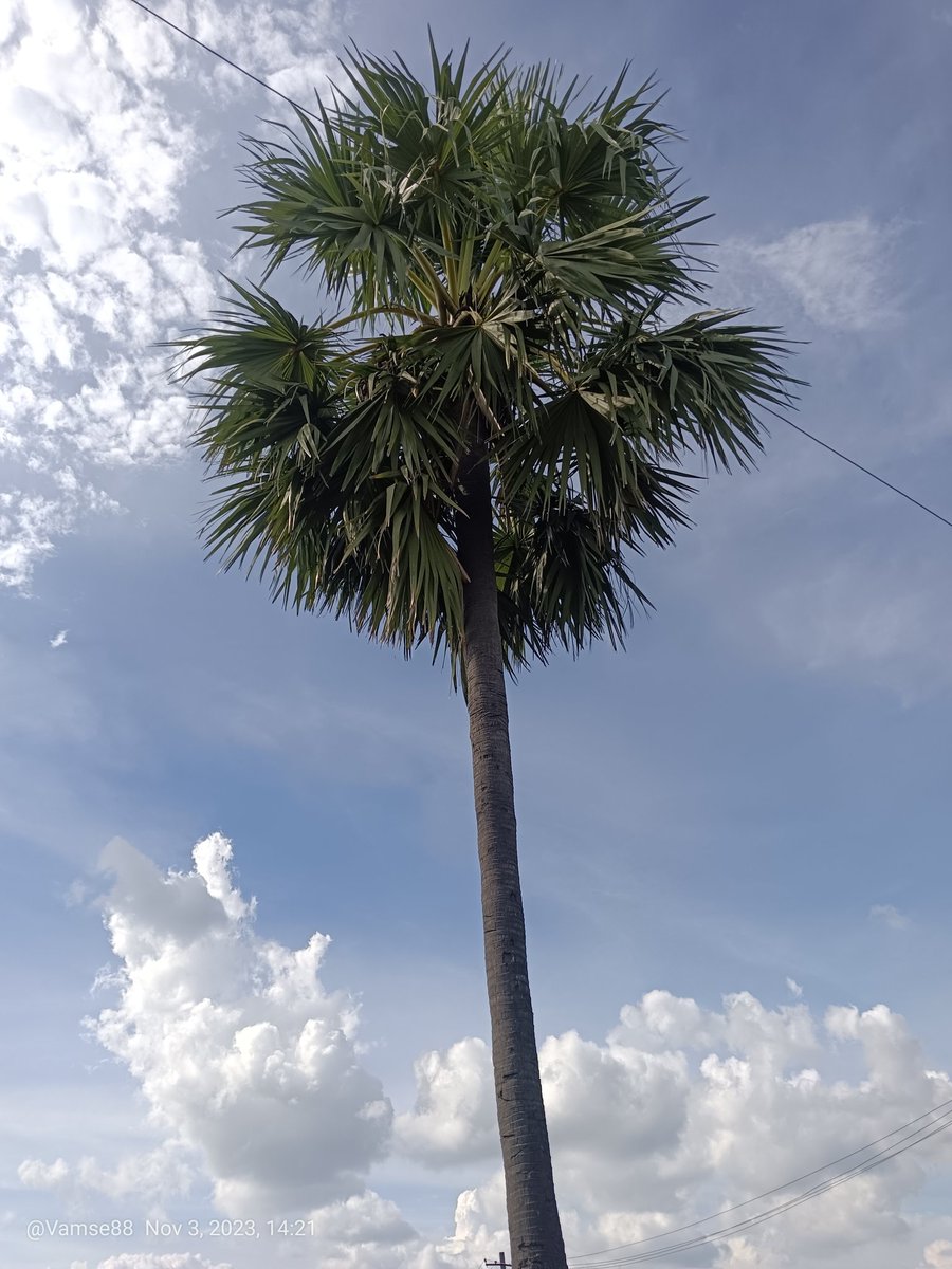 Vamse88's tweet photo. 🤡🌴 https://t.co/VusE62JHpY