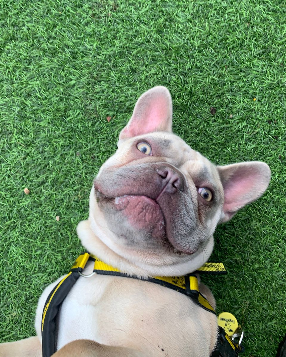 DT_WestCalder's tweet photo. Lubo (1) is READY TO ADOPT 🌟

- An affectionate lad who loves to cosy up with his family &amp; soak up all the love 🛋️

- Lubo would love a garden to chase after his tennis ball/play tug of war with his family 🥎

Lubo: https://t.co/PLGB5gub6E 👈

@DogsTrust⁣
#DogsTrust⁣ https://t.co/X66De4p51Z
