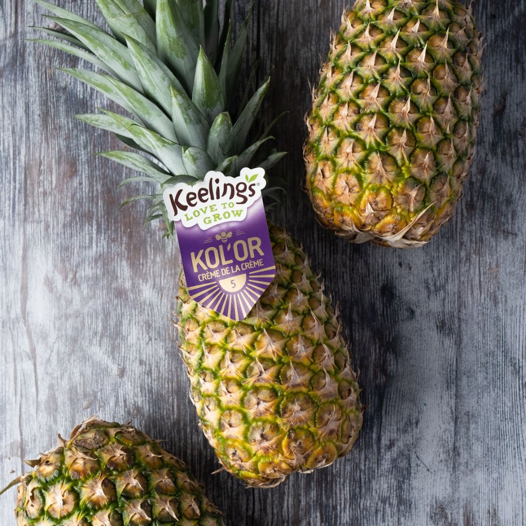 Did you know? 🍍 A cup of pineapple isn't just a tropical delight—it's a digestion superhero! Packed with fibre, it serves up 10% of your daily recommended intake, keeping your digestive system happy and healthy.
#KeelingsFruit #Pineapple