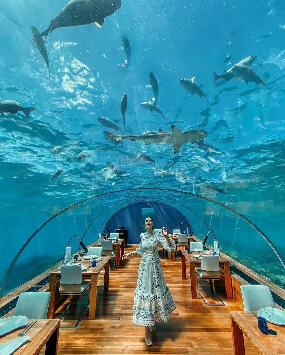 ReolloTravel's tweet photo. Sink beneath the surface and you are free.
Dine in the World's First Undersea Restaurant, Ithaa.
———-
STAY CONNECTED:
Facebook | Instagram | Twitter
Phone: +960 3346004
Email: reservations@reollo.travel
Repost via @conrad_maldives https://t.co/FpMJMCscEJ