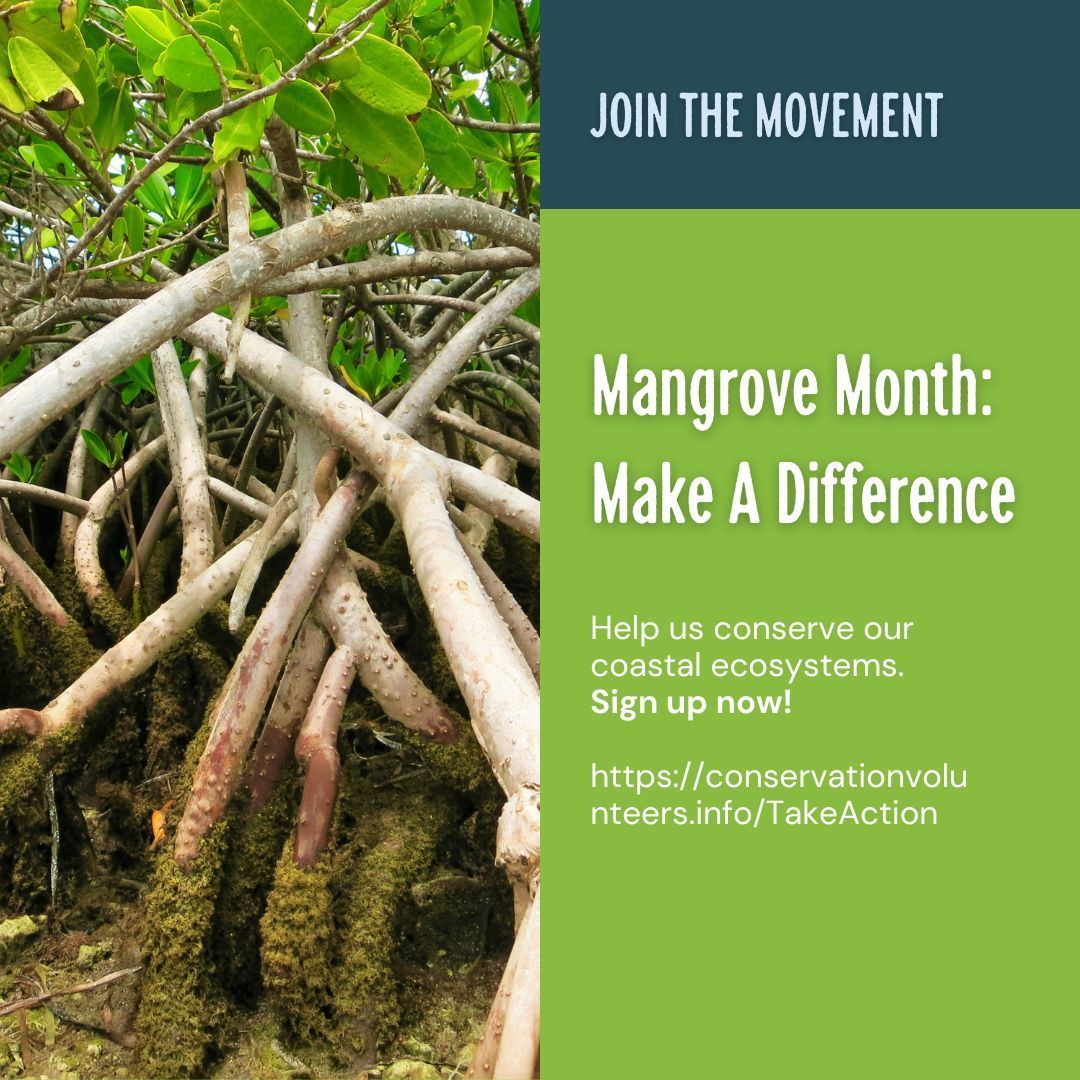Join us this #MangroveMonth to help protect our precious #mangroves and all the creatures who call them home. There are events happening all over the country for you to get involved in and do your bit for nature! Check out all our events here: buff.ly/3eCEw9Y