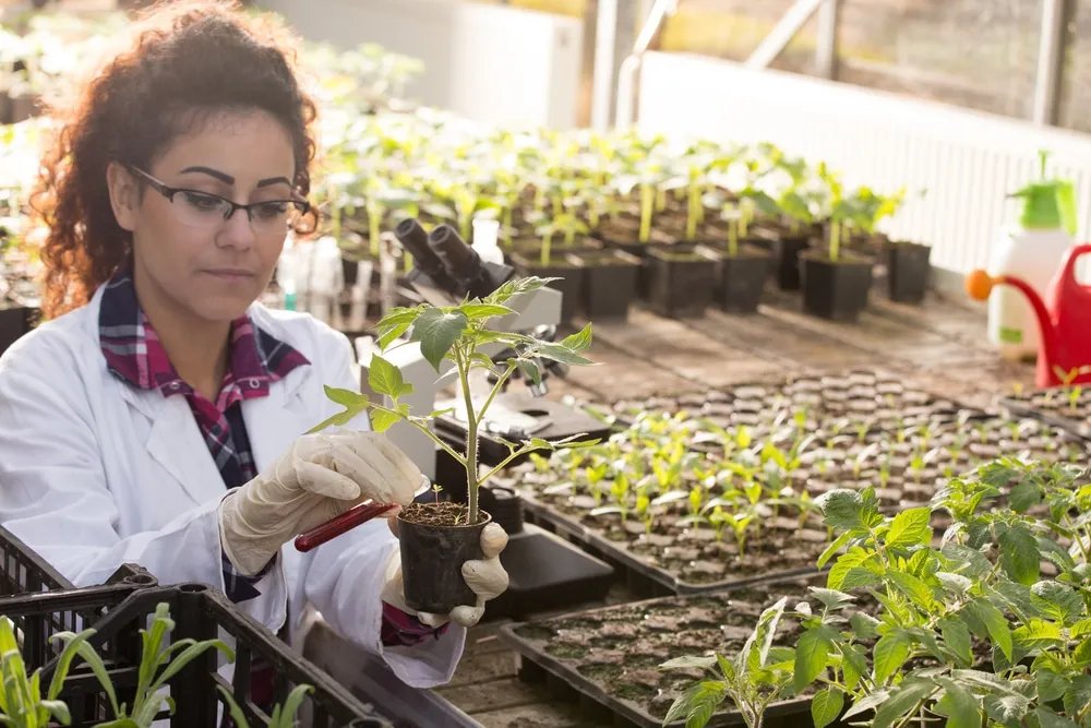 JournalPlant's tweet photo. Crop science is essential for sustainable agriculture. Advancements in breeding, pest management, and crop protection techniques are driving better yields and food security. #CropScience #AgricultureInnovation 🌾🌱🔬 https://t.co/xNej3CTExh