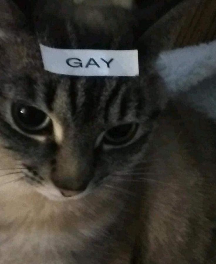 nocontextscats's tweet photo. GAY https://t.co/LOTFuOzNaV