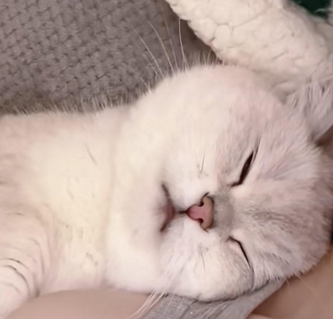 I see no difference 🐈💭🤲🏻🐾