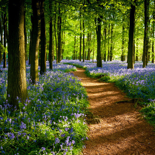 outotec's tweet photo. Bluebelle Path, Ashley Woods, Great Britain #BluebellePath #AshleyWoods #GreatBritain https://t.co/FCehy1Dfb7 https://t.co/U6Lnnr0ZfO